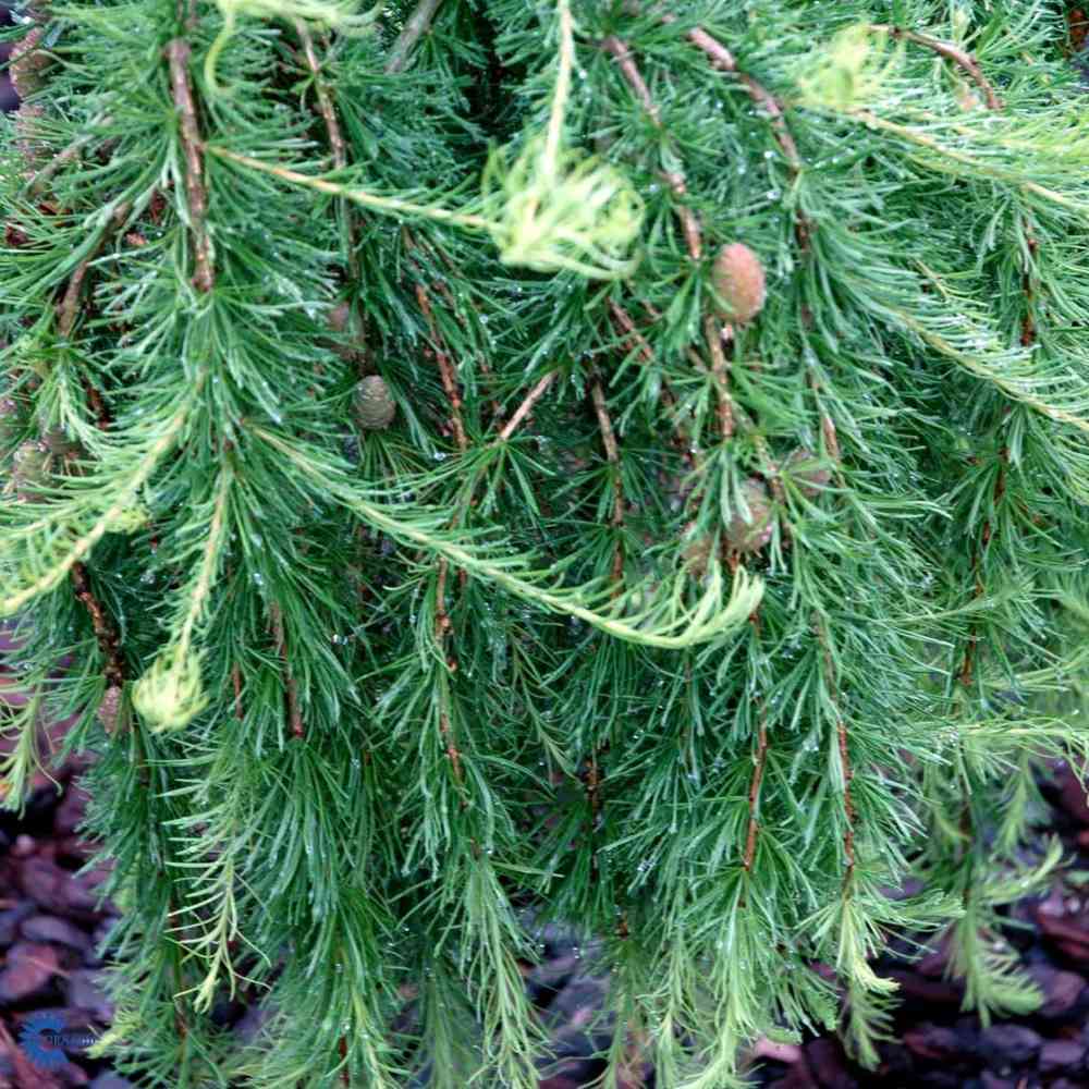 Larix decidua