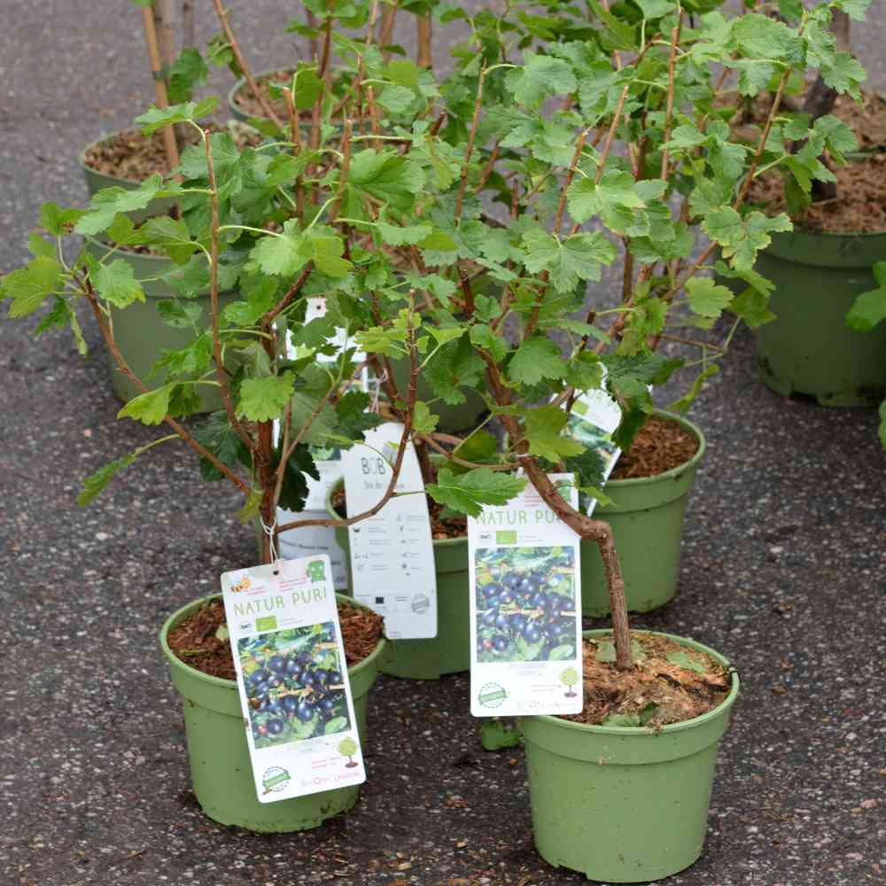 Ribes x nidigrolaria