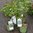 Ribes x nidigrolaria