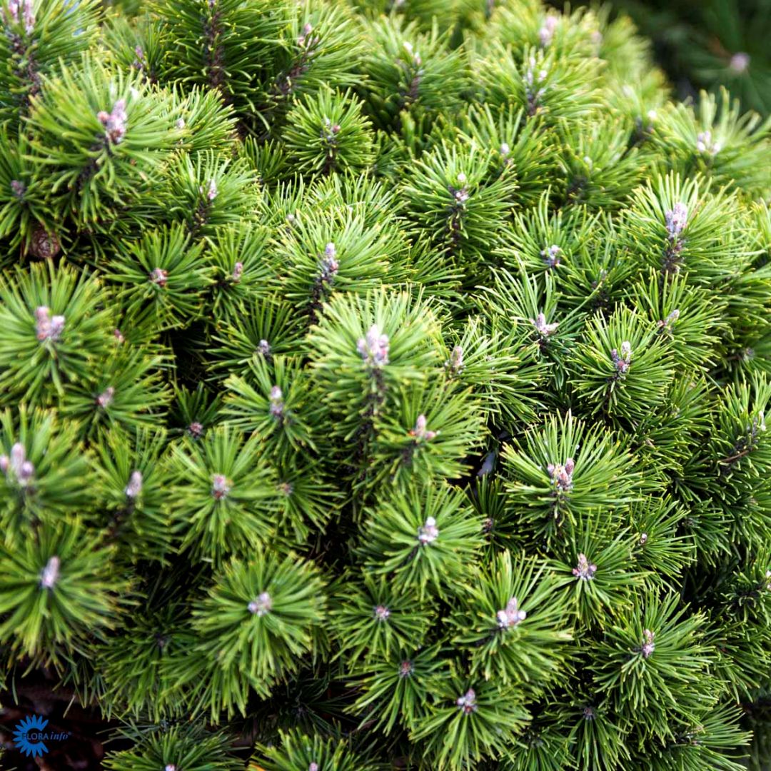 Pinus mugo