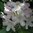 Marjatanalppiruusu 'Mikkeli' 40-60 cm