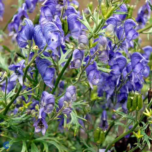 Aconitum napellus