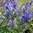 Aconitum napellus