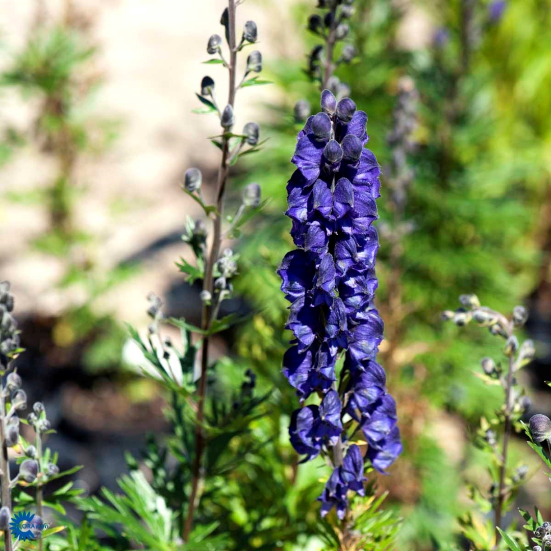 Aconitum napellus