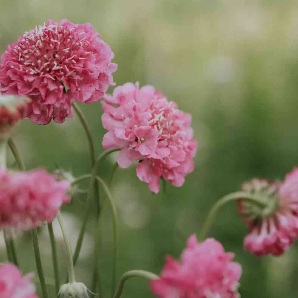 Praktvädd 'Salmon Rose'
