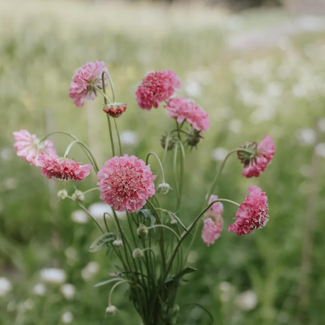 Praktvädd 'Salmon Rose'