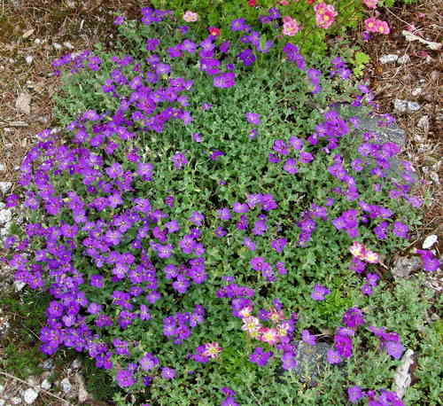 Aubrieta x cultorum 'Cascade Blue'