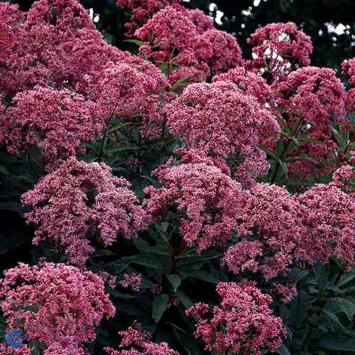 Täpläpunalatva 'Red Dwarf'