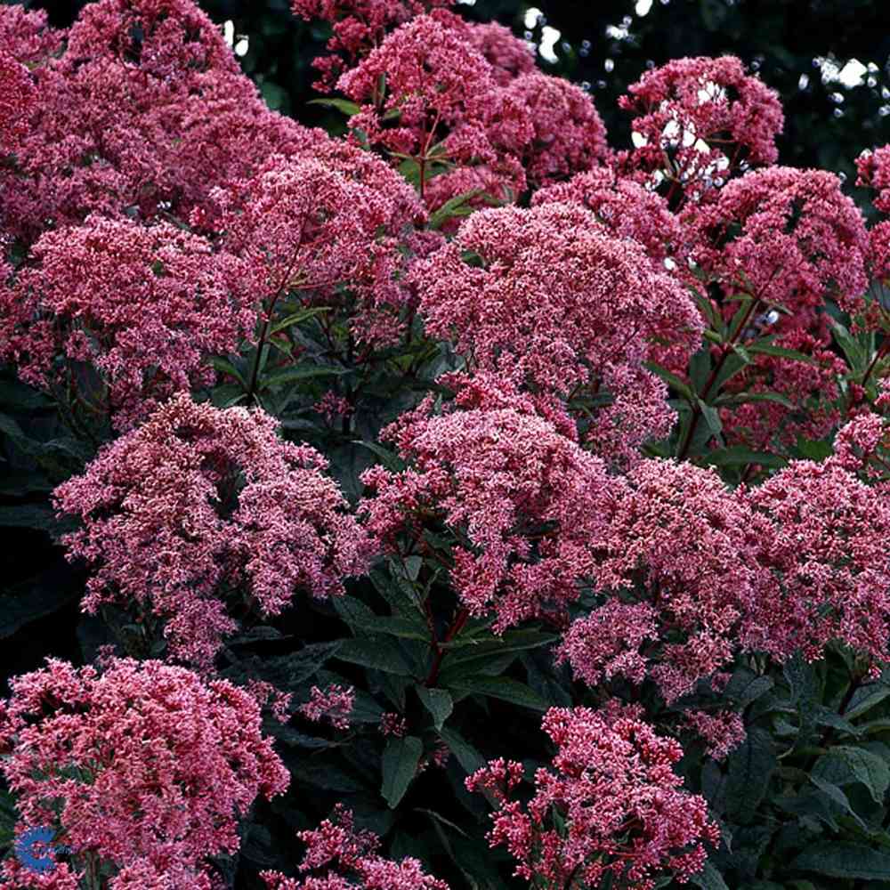 Täpläpunalatva 'Red Dwarf'
