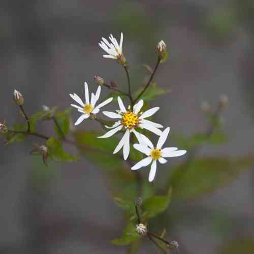 Aster divaricatus 