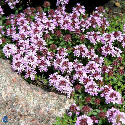 Harmaa-ajuruoho 'Pseudolanuginosus'