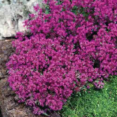 Nummiajuruoho 'Red Carpet'