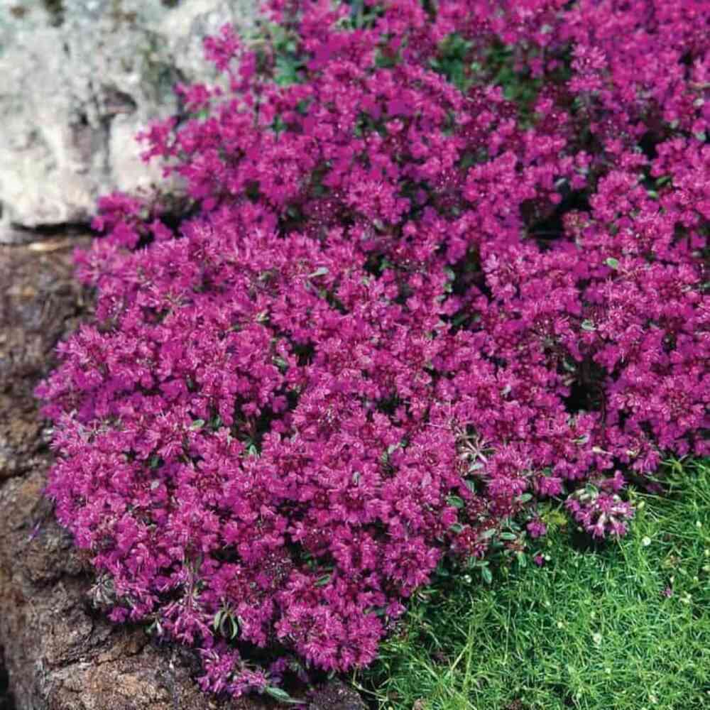 Nummiajuruoho 'Red Carpet'