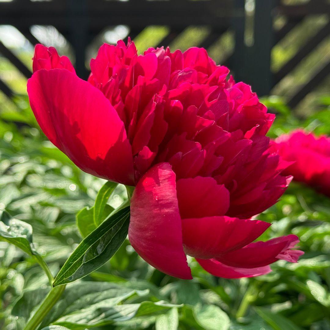 Jalopioni 'Red Charm'