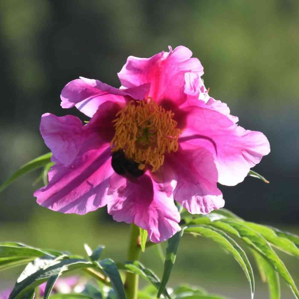 Paeonia anomala