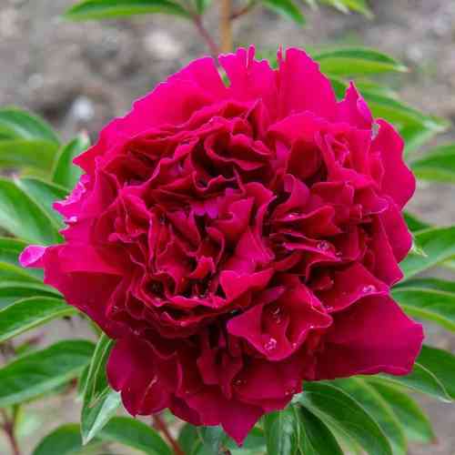 Kiinanpioni 'Paul M. Wild'
