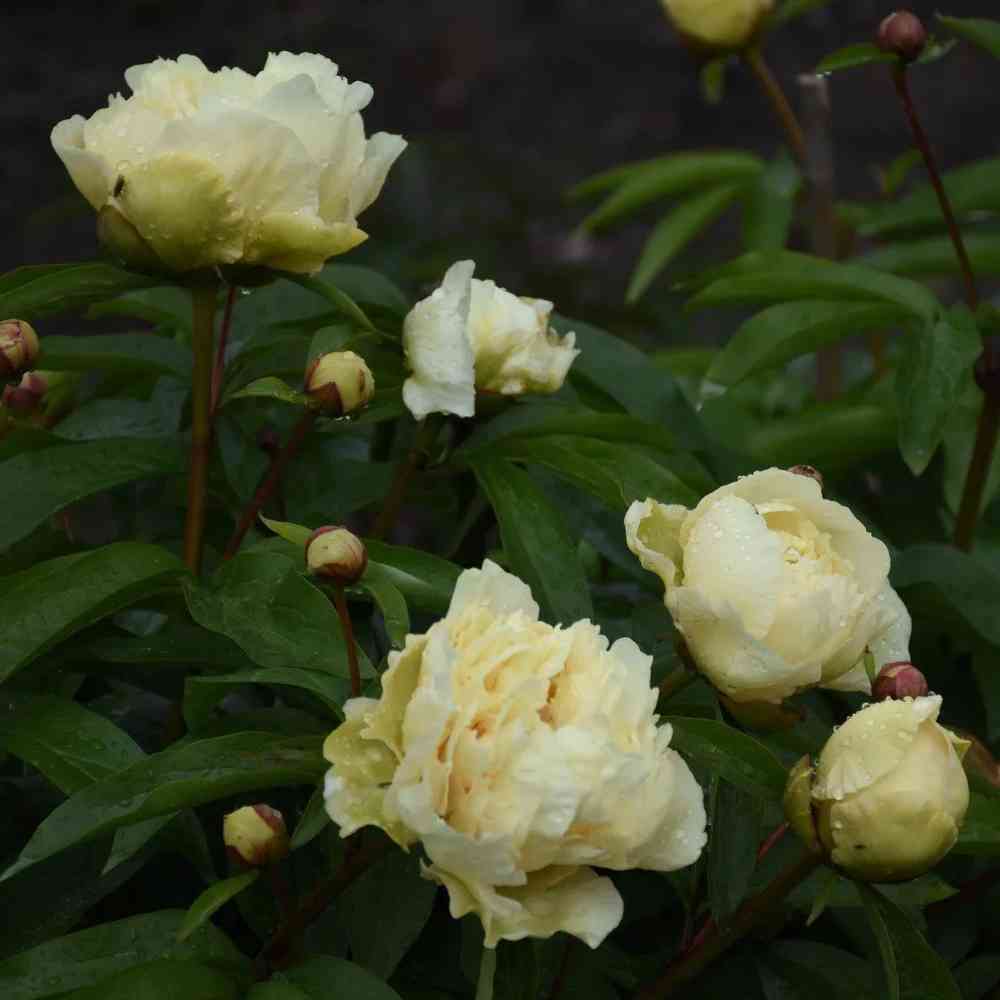 Hybridpion 'Sunny Girl'
