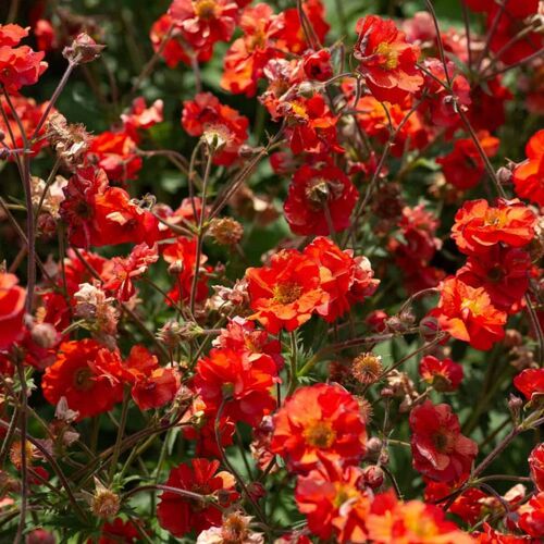Kellukka 'Fiery Tempest'
