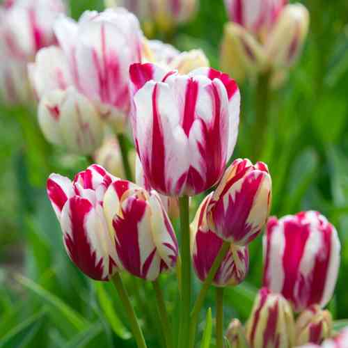 Tulppaani 'Flaming Club'
