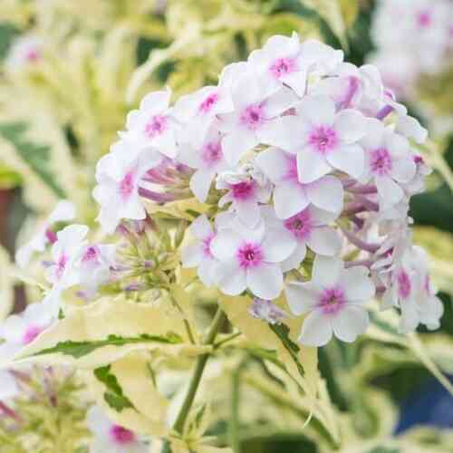 Syysleimu 'Nora Leigh' XL