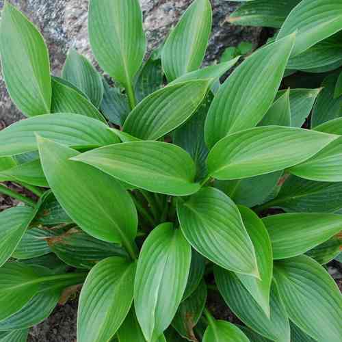 Kuunlilja 'Devon Green'