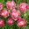 Tulpan 'Double Sugar'