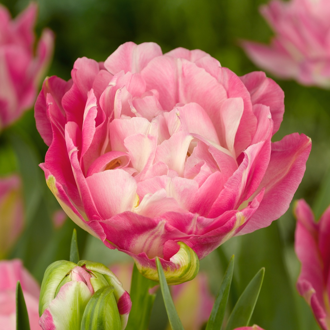 Tulpan 'Double Sugar'