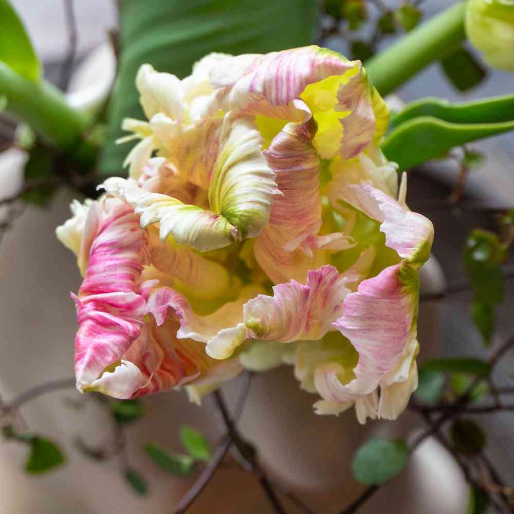 Papegojtulpan 'Cabbana'