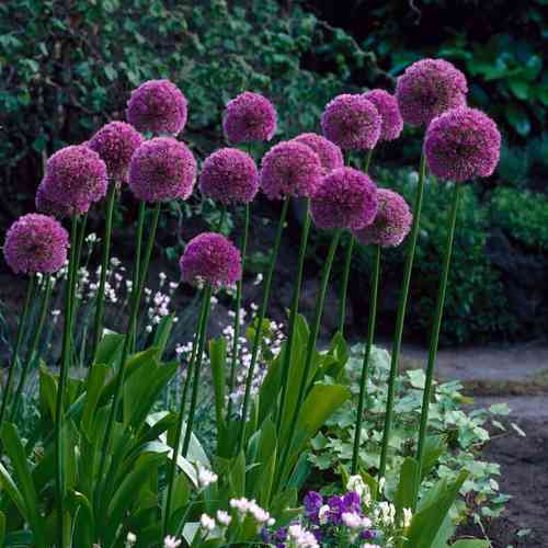 Allium 'Lucy Ball'