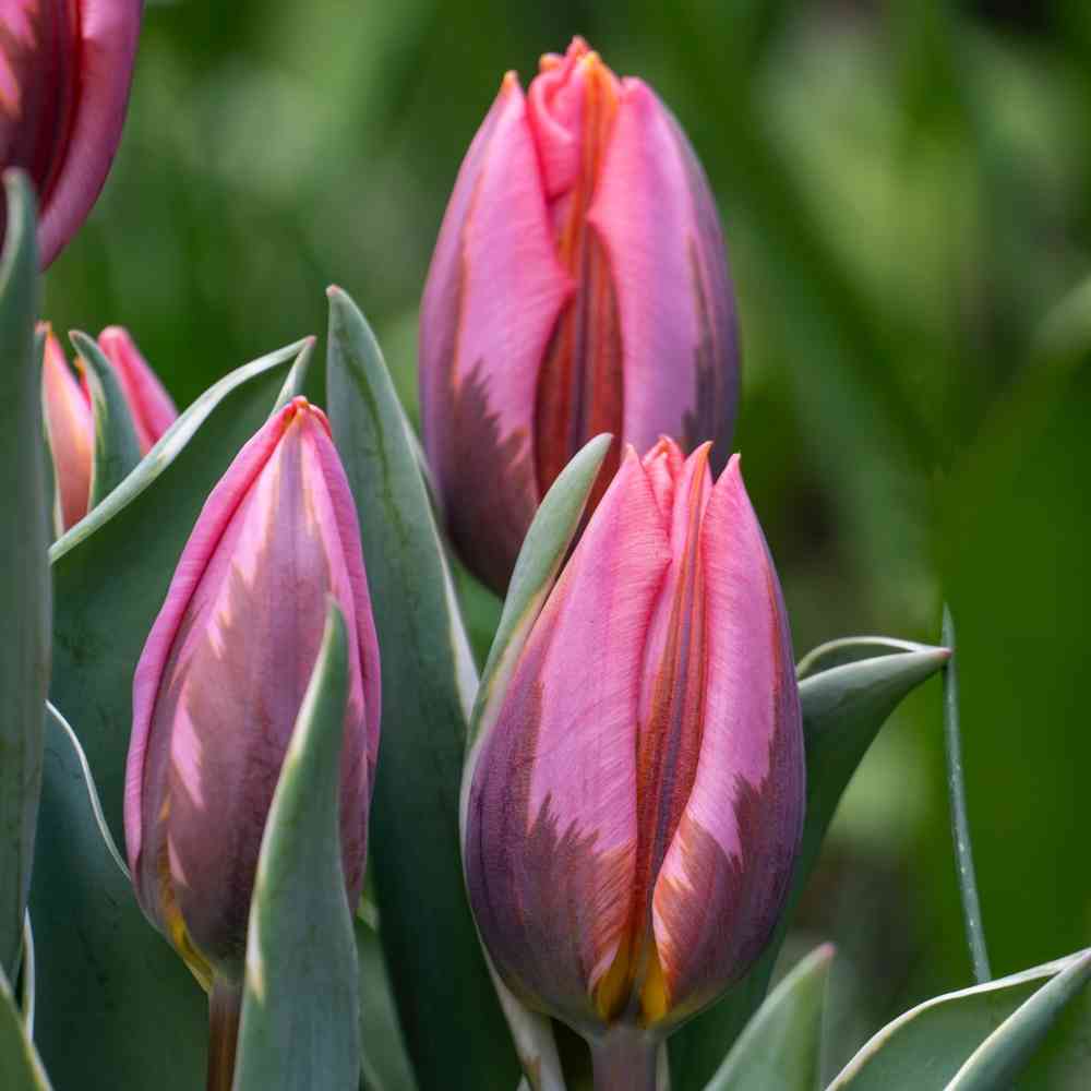 Triumftulpan 'Pretty Princess'