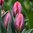 Triumftulppaani 'Pretty Princess'