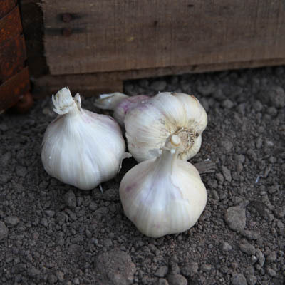 Vitlök 'Sabagold' 1 kg 