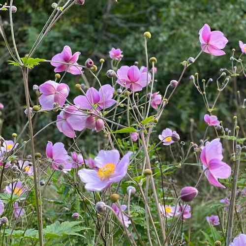 Syysvuokko 'Svanfeldt'