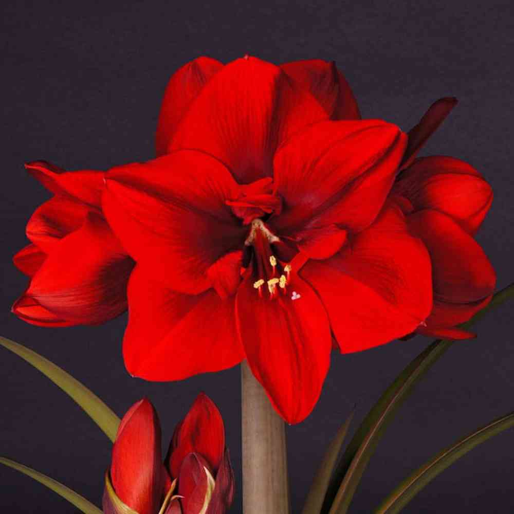 Amaryllis 'Ferrari', Jumbo