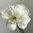 Amaryllis 'White Amadeus', Jumbo