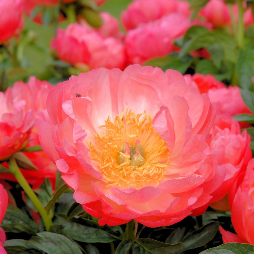 Hybridpion 'Coral Sunset'