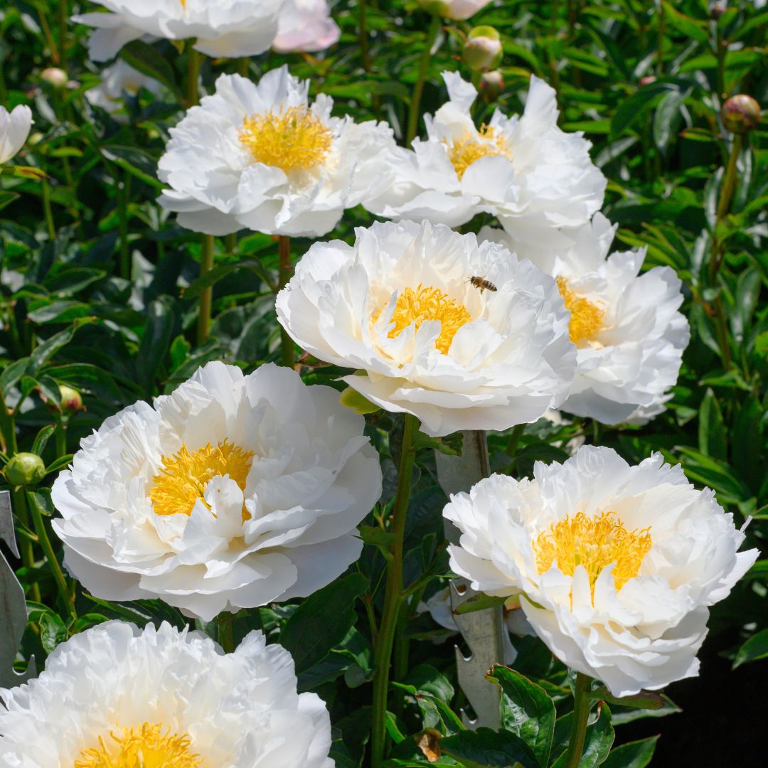 Luktpion 'Miss America'