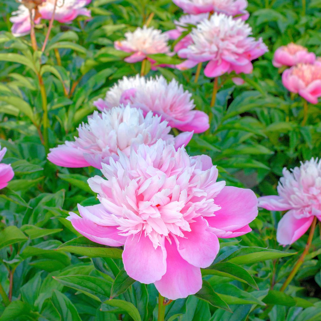 Pioni 'Rose d'Amour'