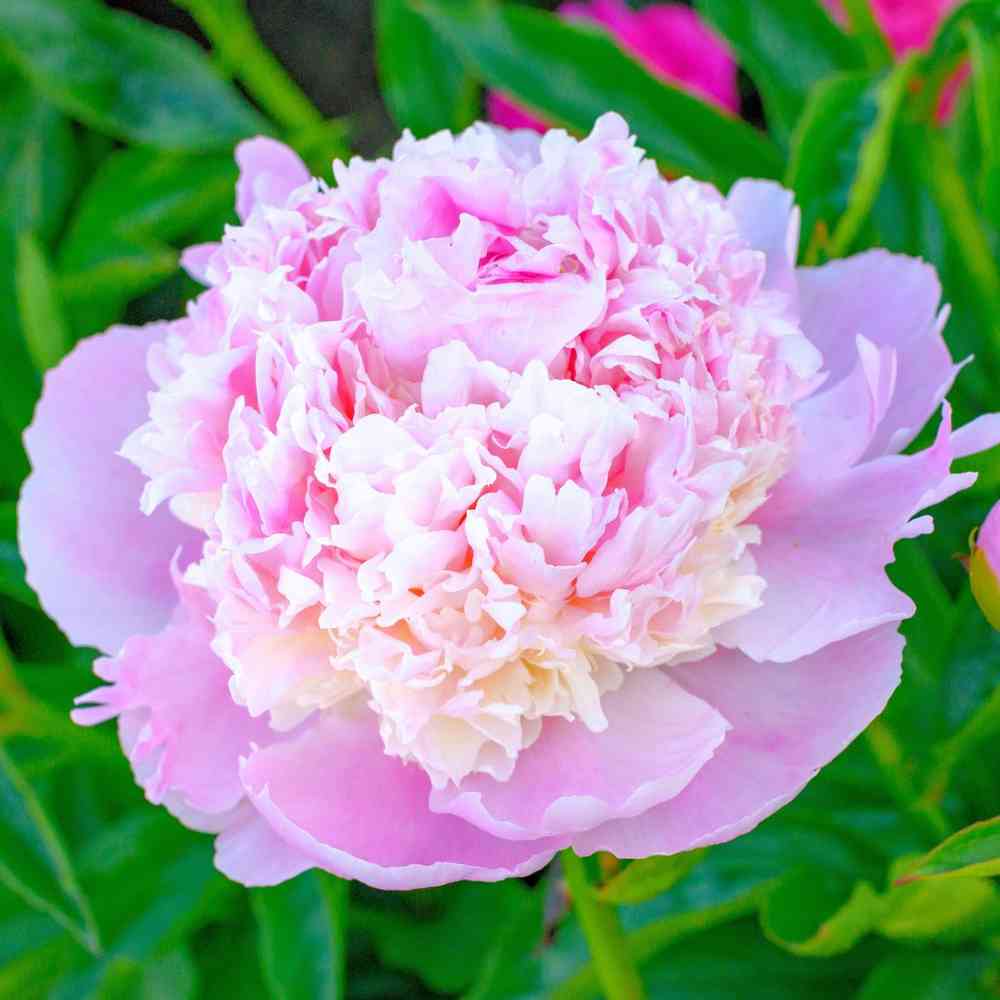 Luktpion 'Whopper'