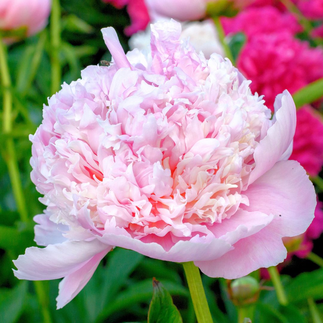 Luktpion 'Whopper'