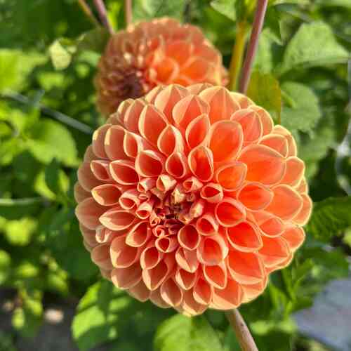 Koristedaalia 'Apricona'