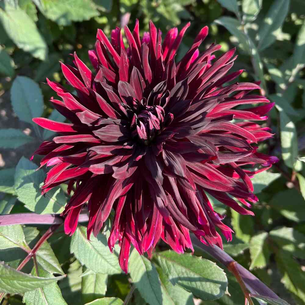 Kaktusdahlia 'Black Jack'