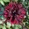 Kaktusdahlia 'Black Jack'