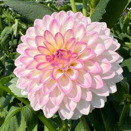 Dekorativdahlia 'Arbatax'