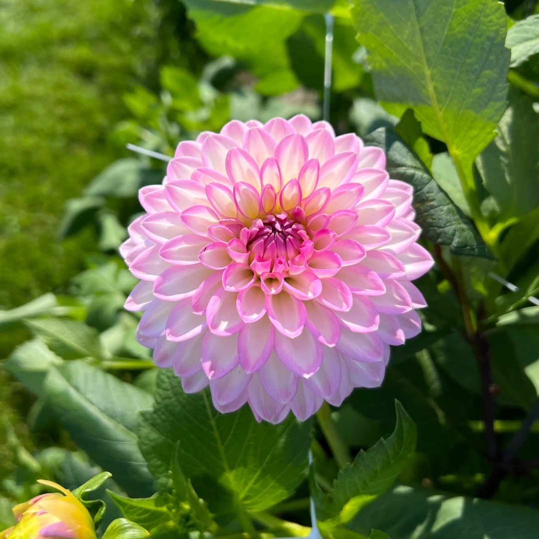 Dekorativdahlia 'Arbatax'