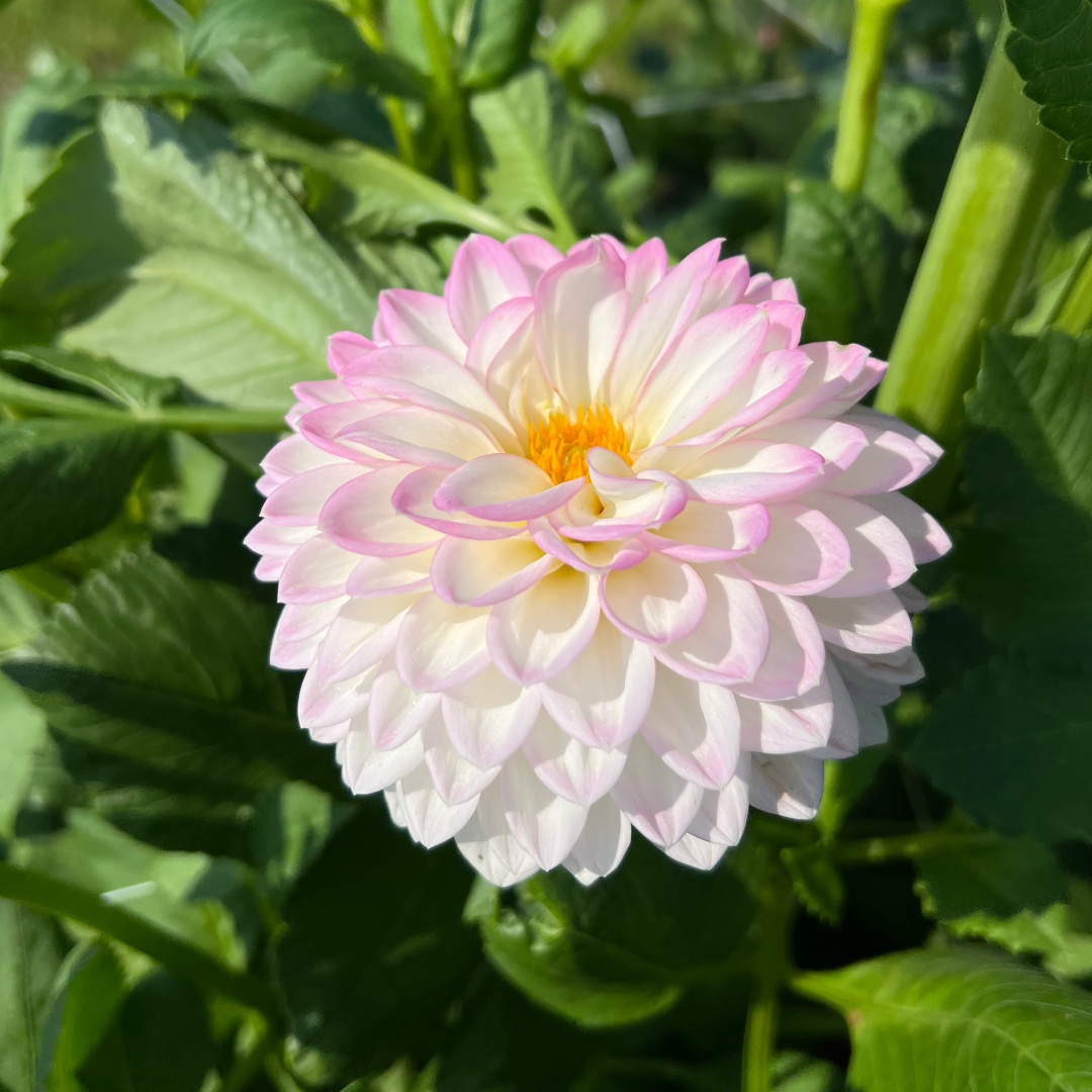 Dekorativdahlia 'Arbatax'