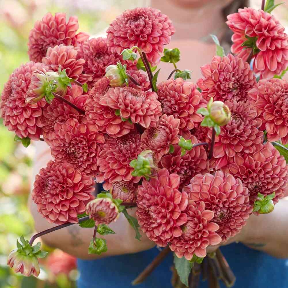 Bolldahlia 'Ariston'