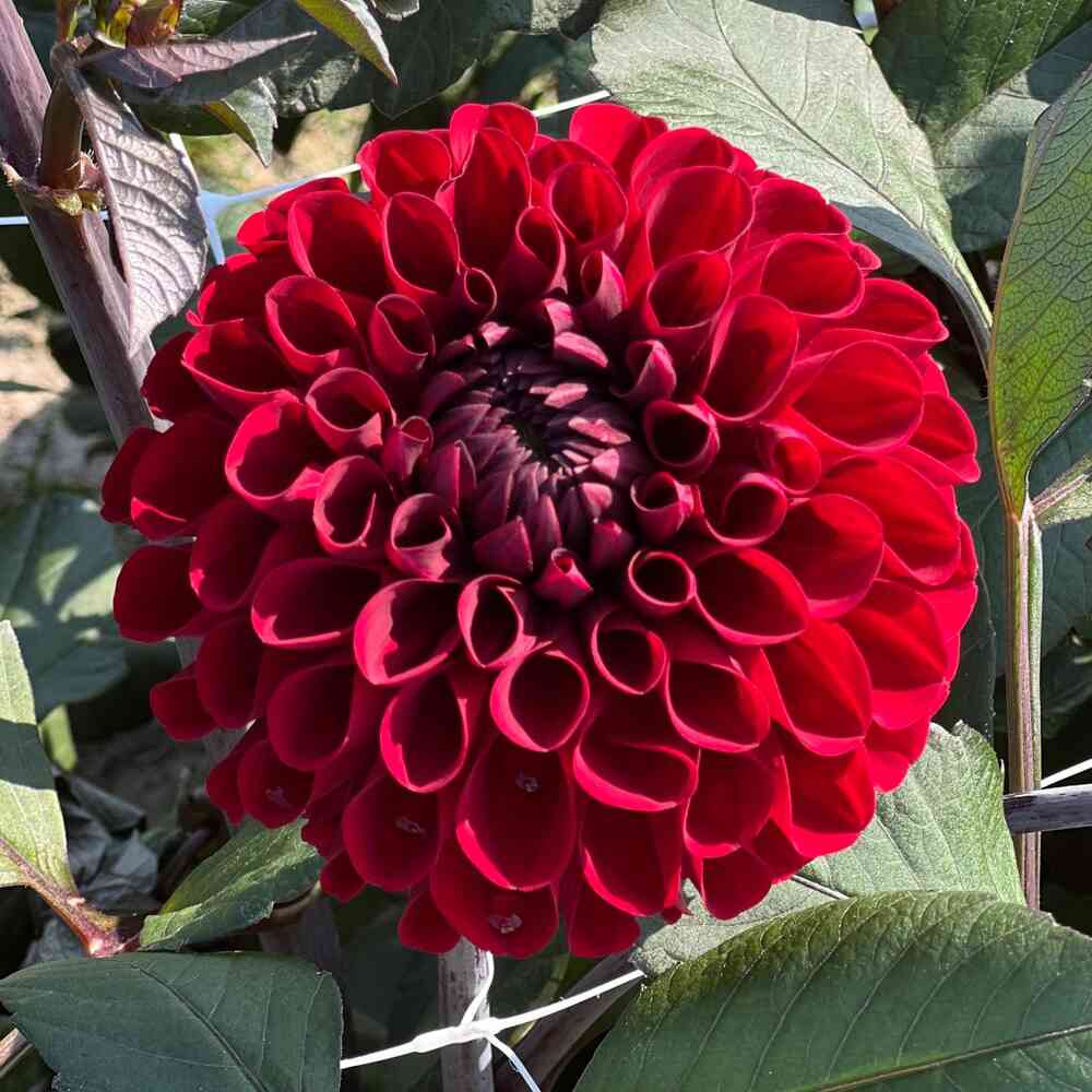 Dekorativdahlia 'Baccara'