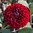 Dekorativdahlia 'Baccara'