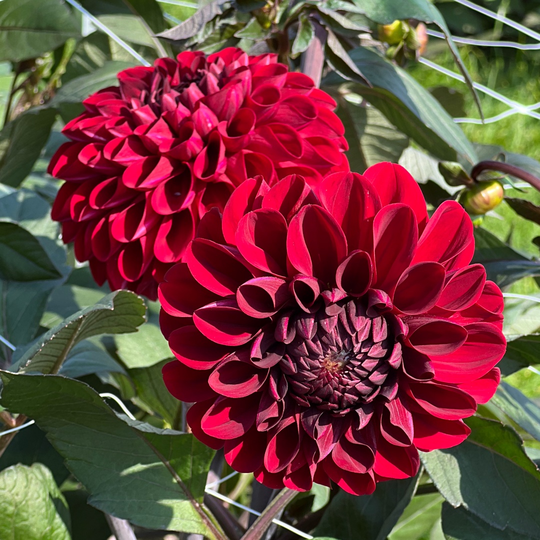 Dekorativdahlia 'Baccara'